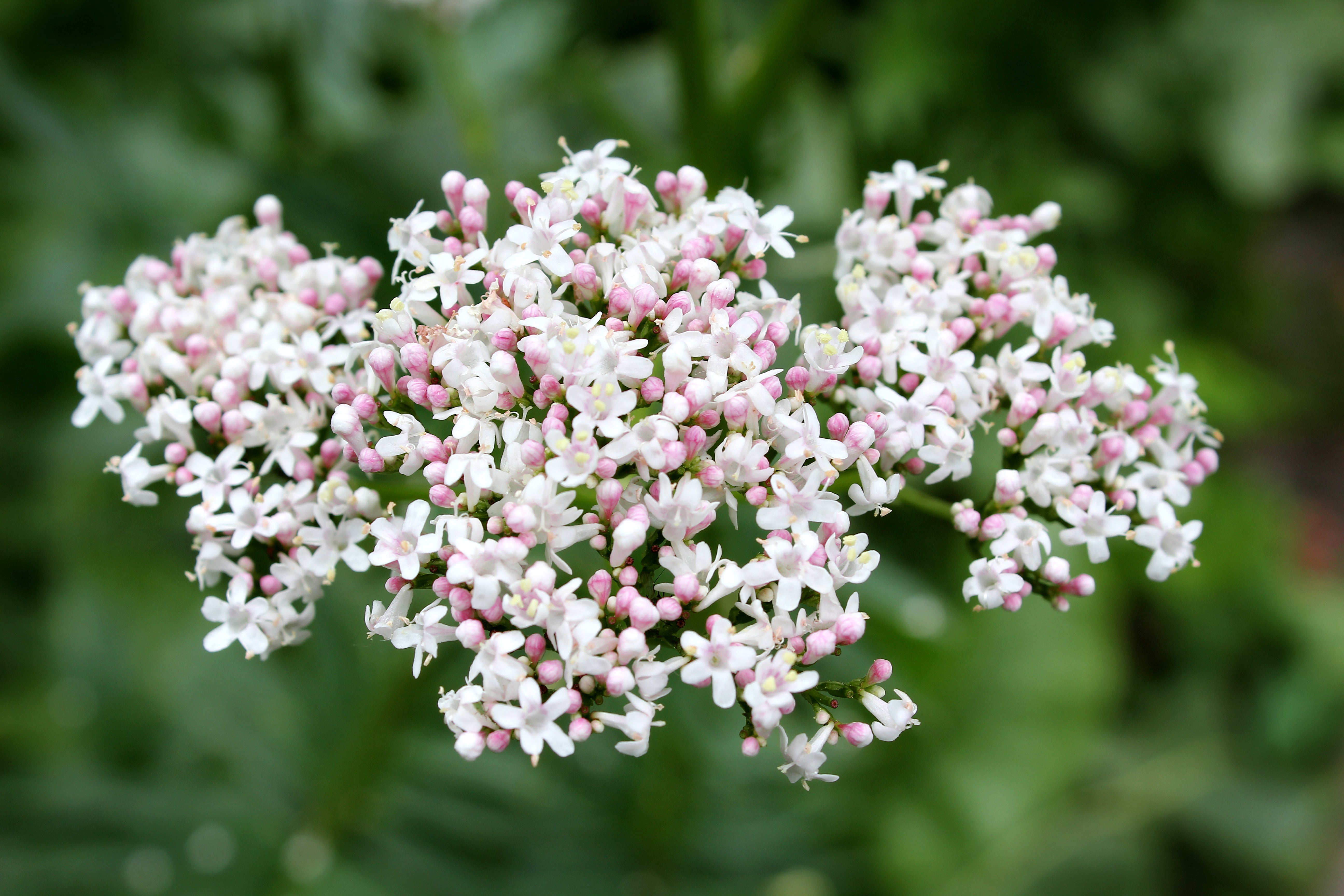 Valeriana